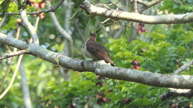 Banded Bay Cuckoo - ML614532637