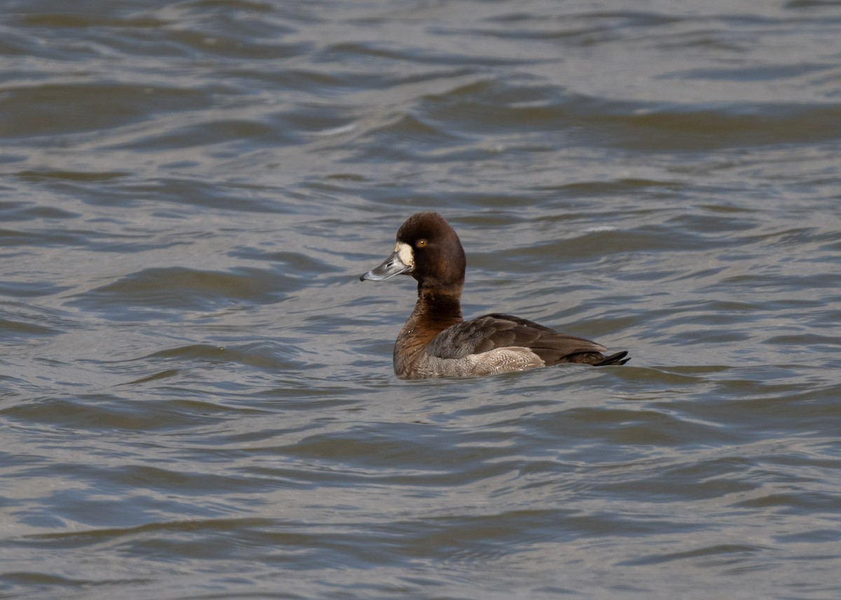 Lesser Scaup - ML614532646