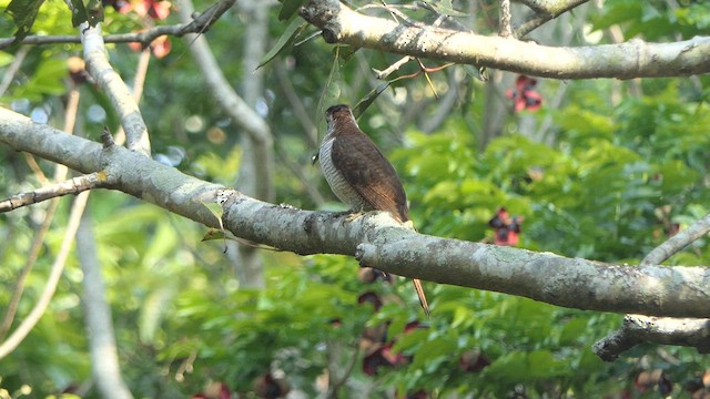 Banded Bay Cuckoo - ML614532650