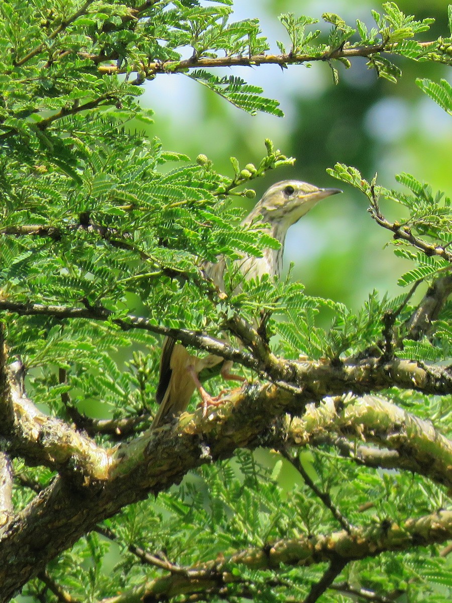 Long-billed Pipit - ML614532651