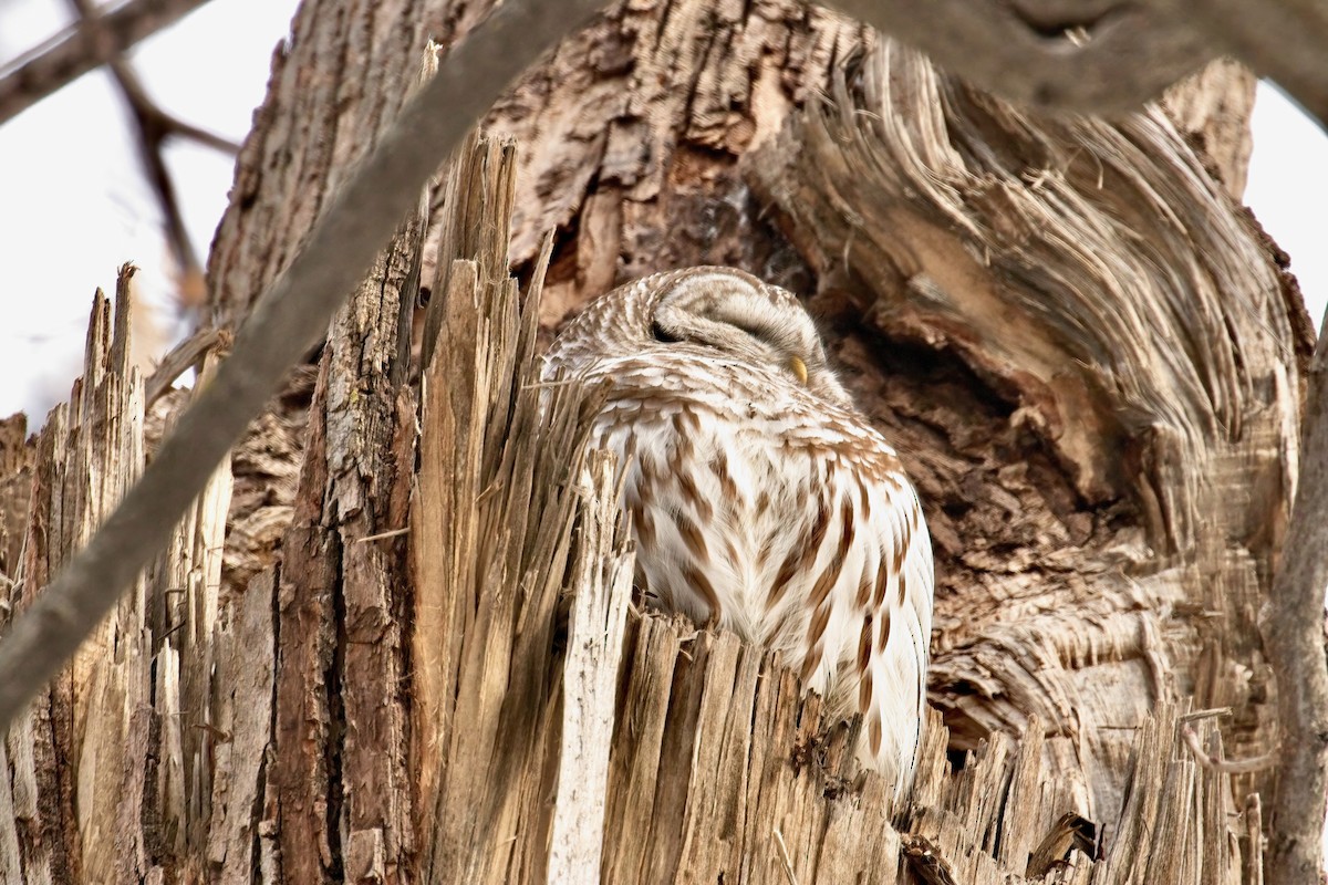 Barred Owl - Normand Laplante