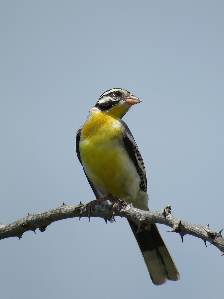 Somali Bunting - Eric  Froelich