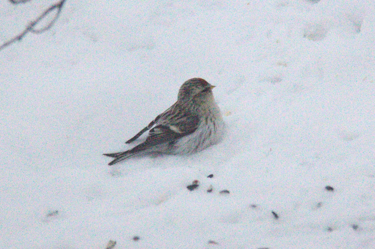 Hoary Redpoll - ML614532696