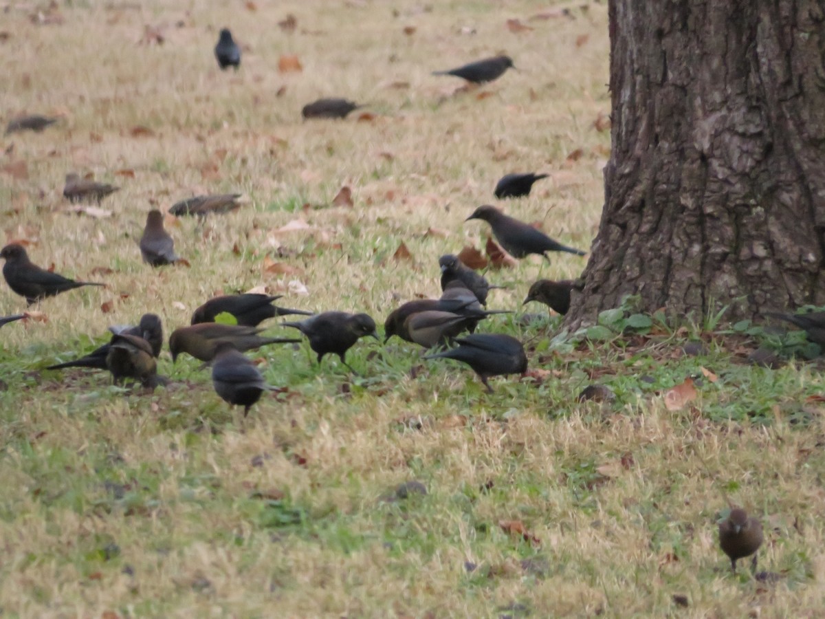 Rusty Blackbird - ML614532734