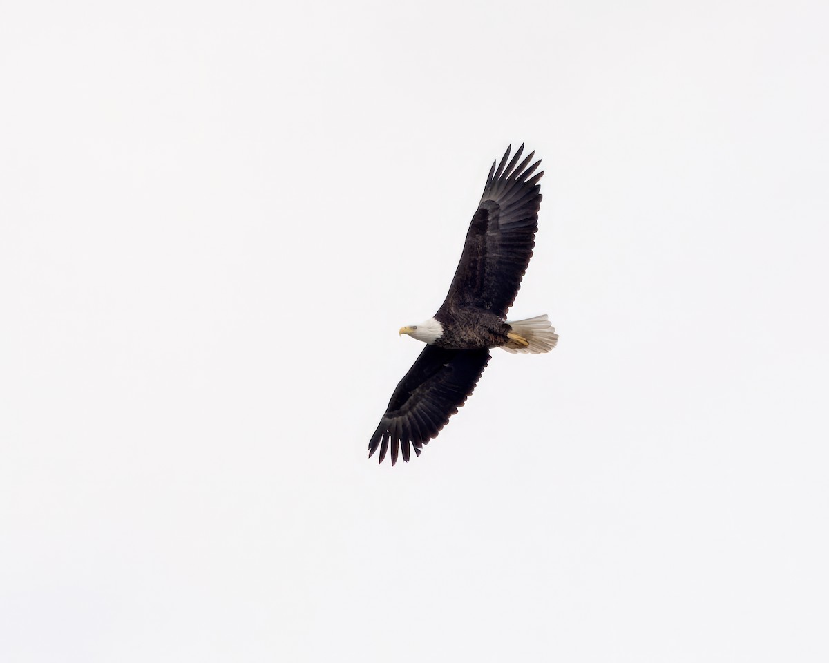 Bald Eagle - ML614532759