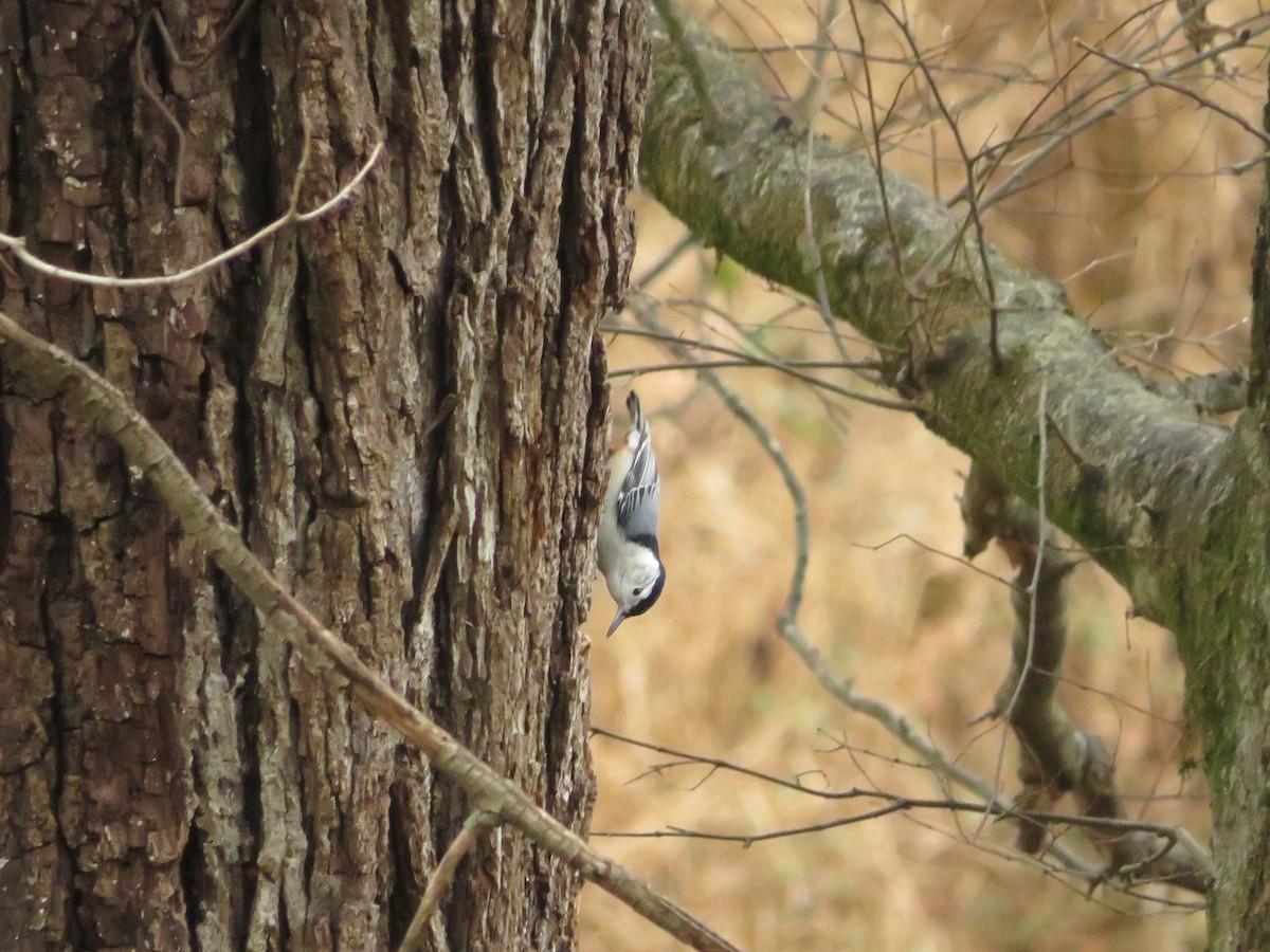 White-breasted Nuthatch - ML614532762