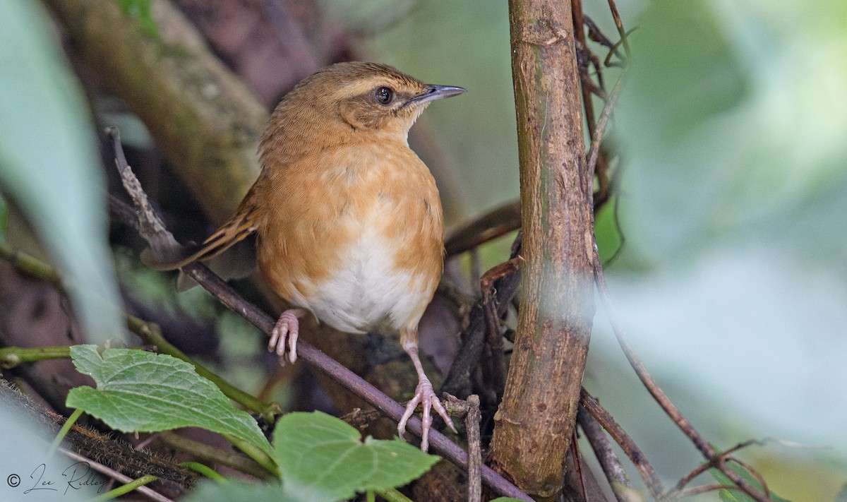 Cinnamon Bracken-Warbler - ML614532798