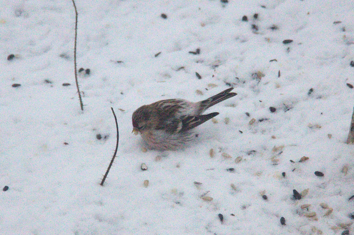 Redpoll (Hoary) - ML614532802