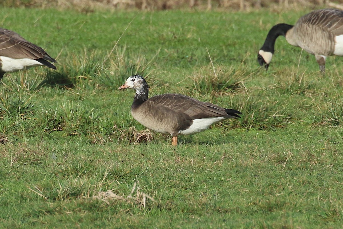 Greater White-fronted x Cackling Goose (hybrid) - Jeremy Gatten