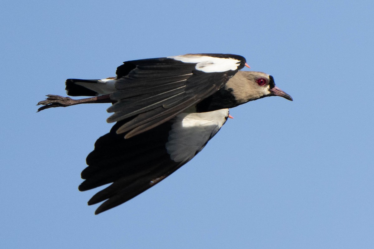 Southern Lapwing - ML614532825