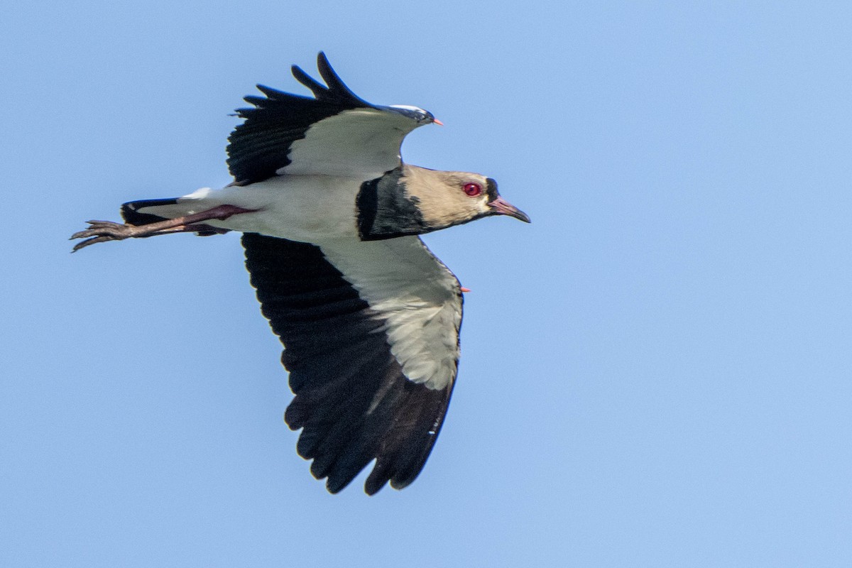 Southern Lapwing - ML614532826