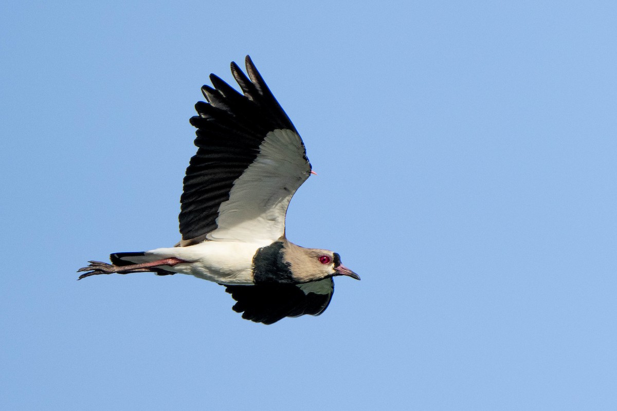 Southern Lapwing - Jacob Langford