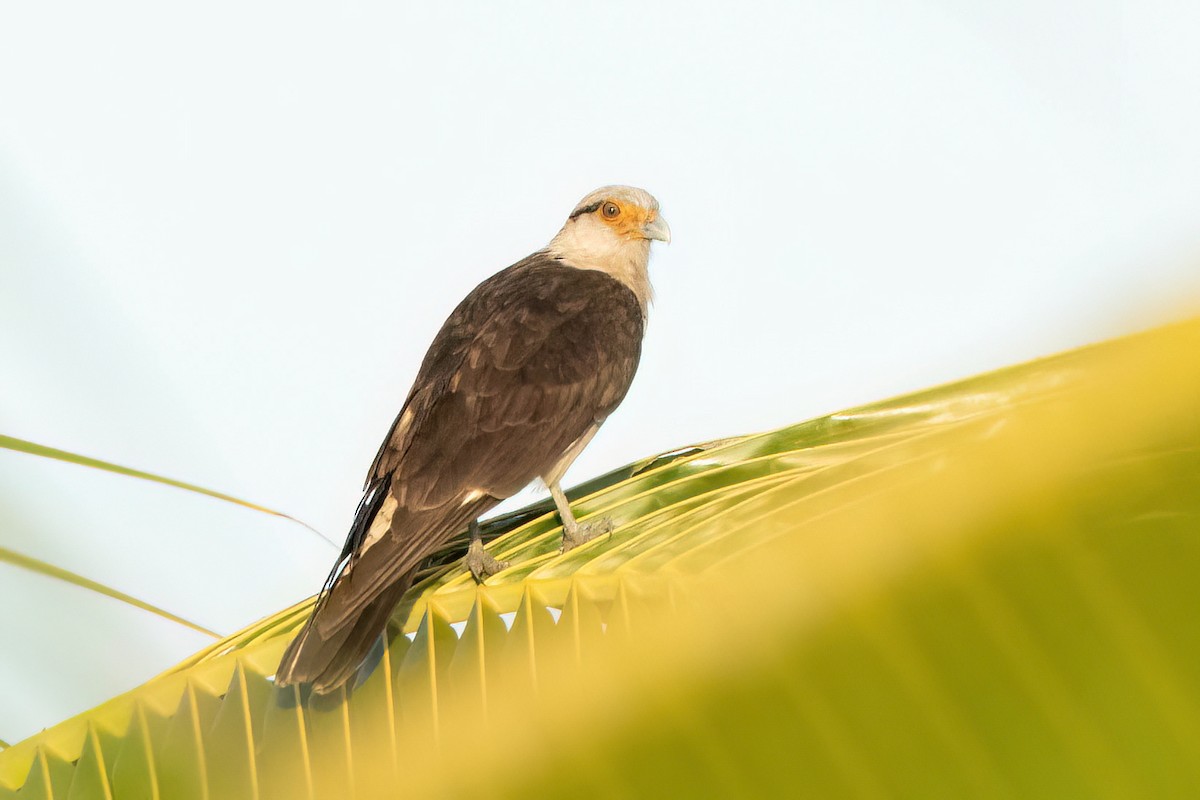 Caracara huppé - ML614532834