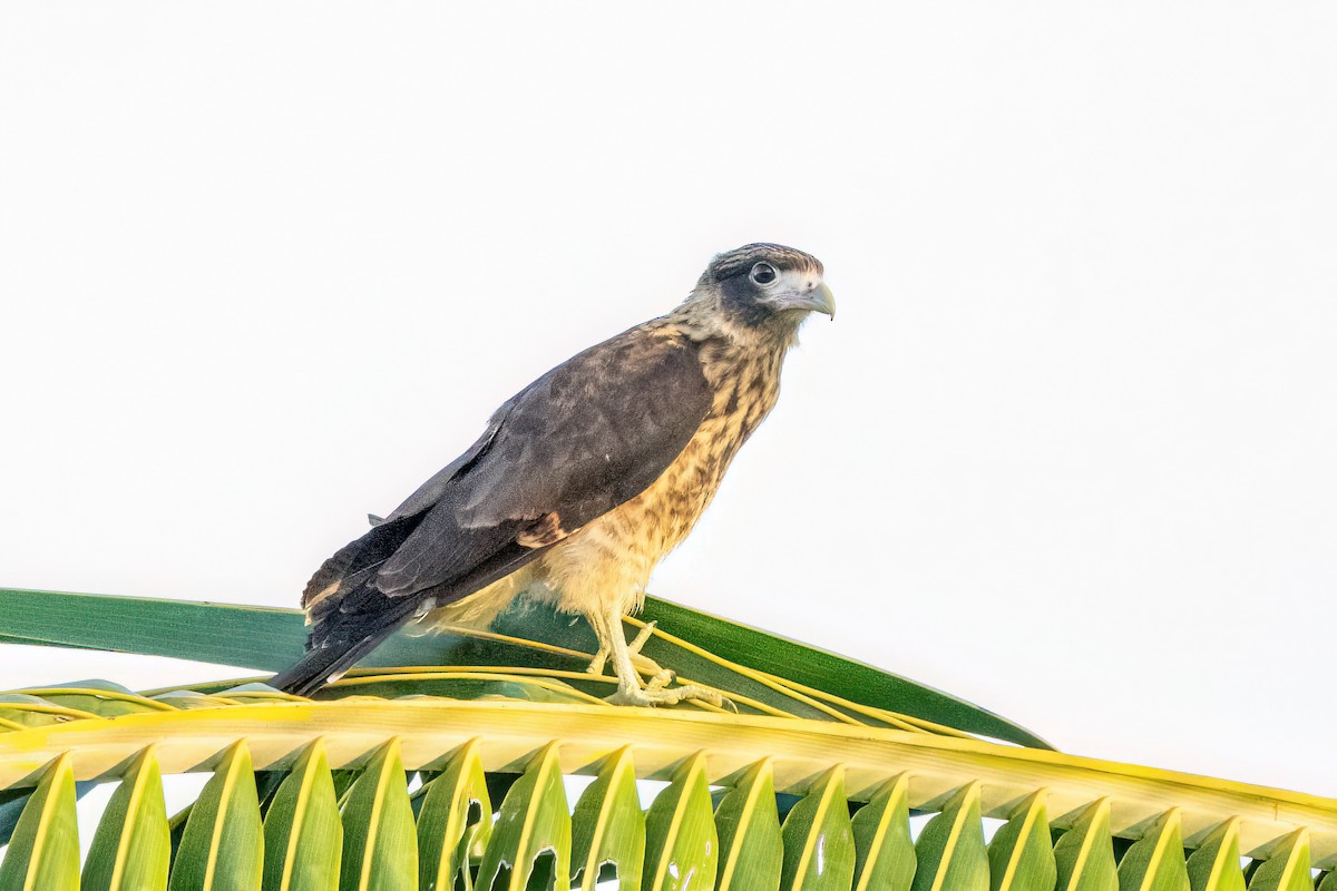 Crested Caracara - ML614532835