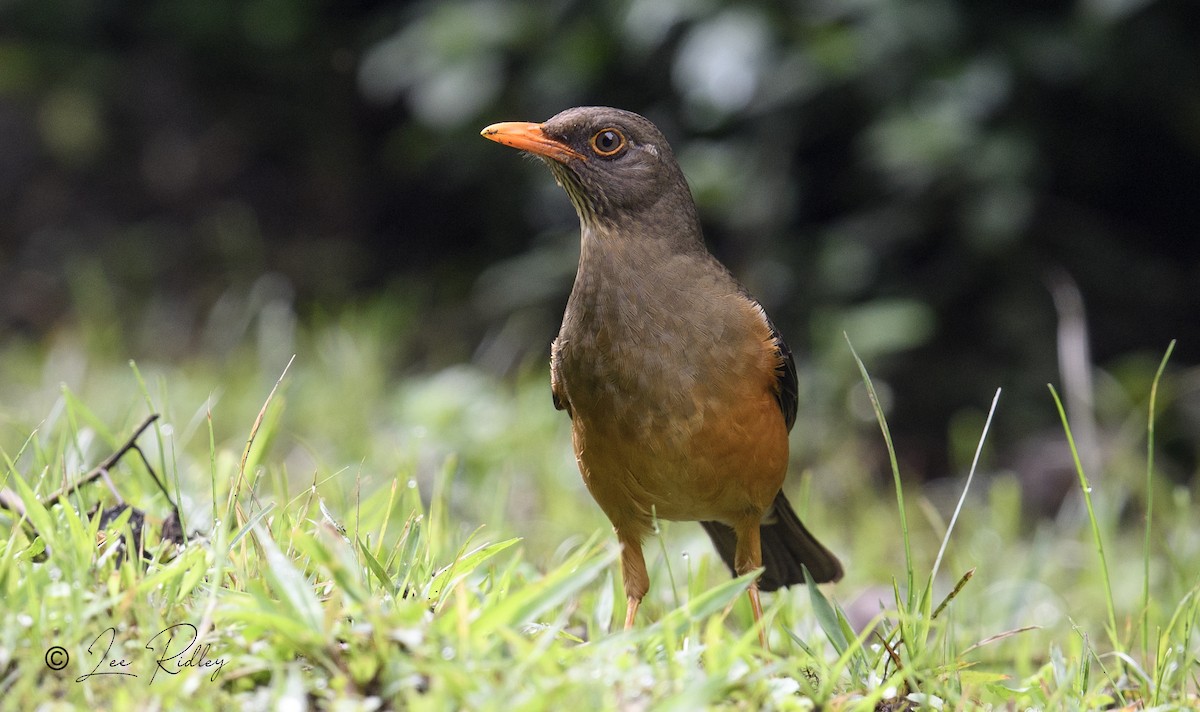 Abyssinian Thrush - ML614532840