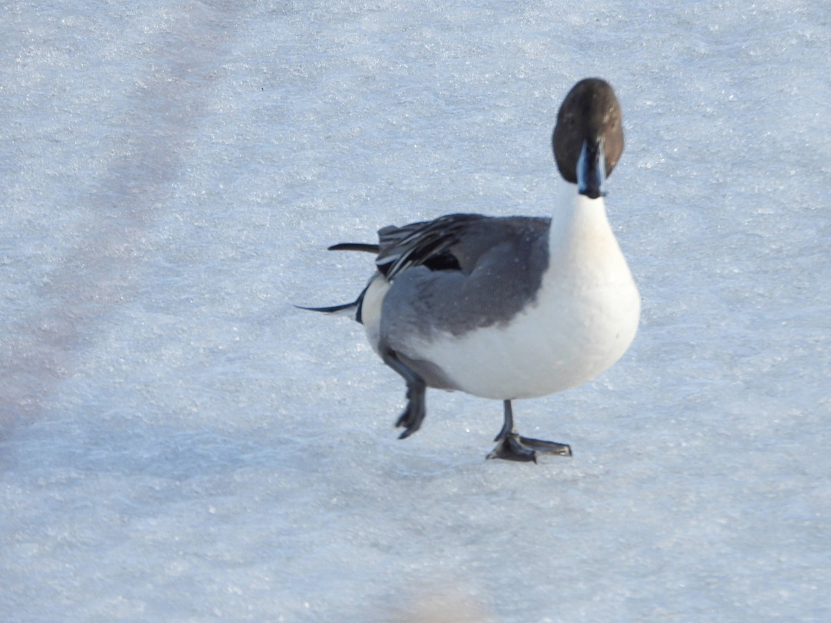 Northern Pintail - ML614532853