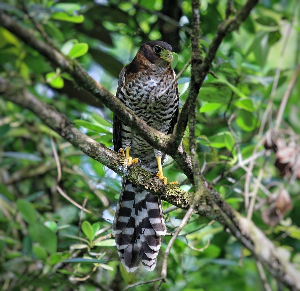 Collared Forest-Falcon - ML614532893