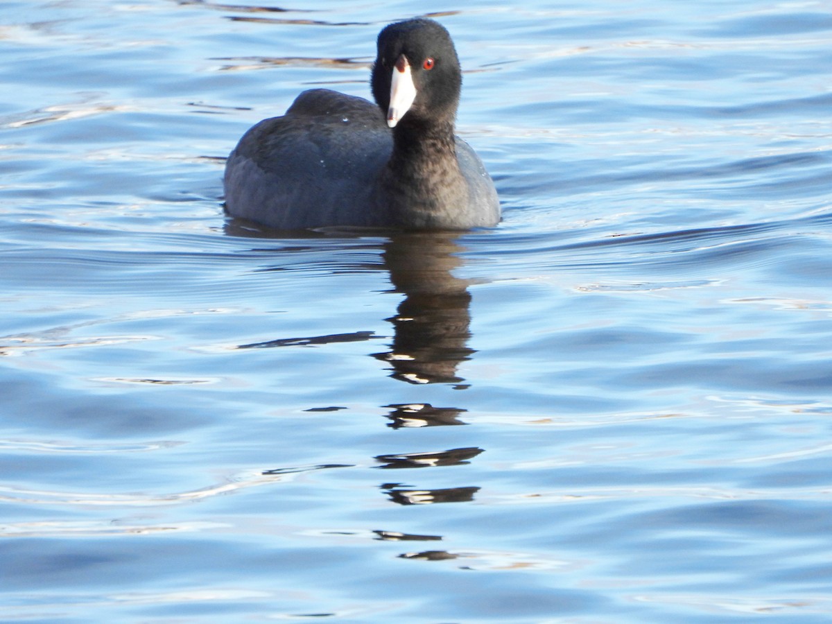 American Coot - Valérie JACKMAN