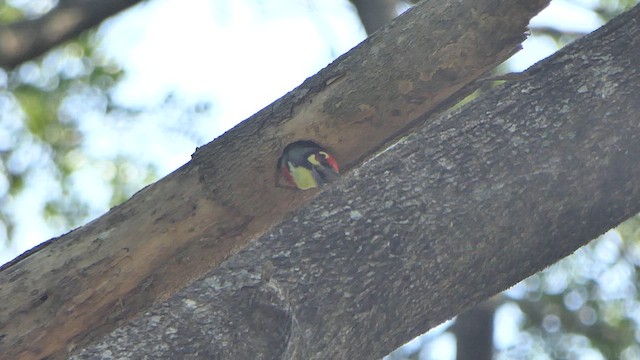 Coppersmith Barbet - ML614532949