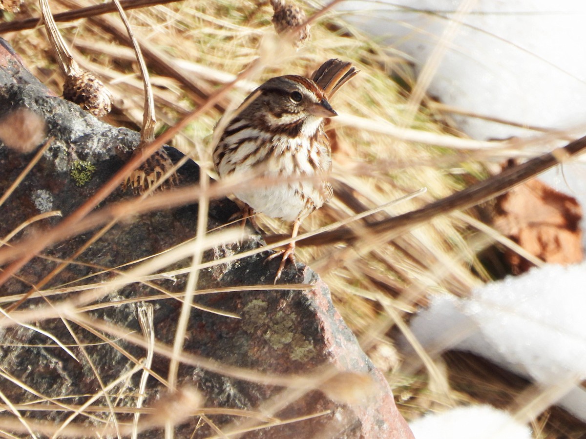 Song Sparrow - ML614532963