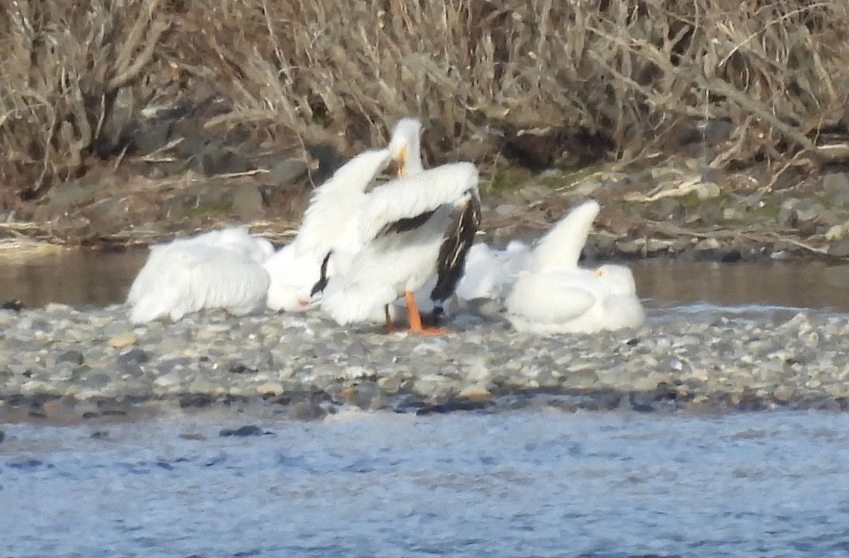 American White Pelican - ML614532964