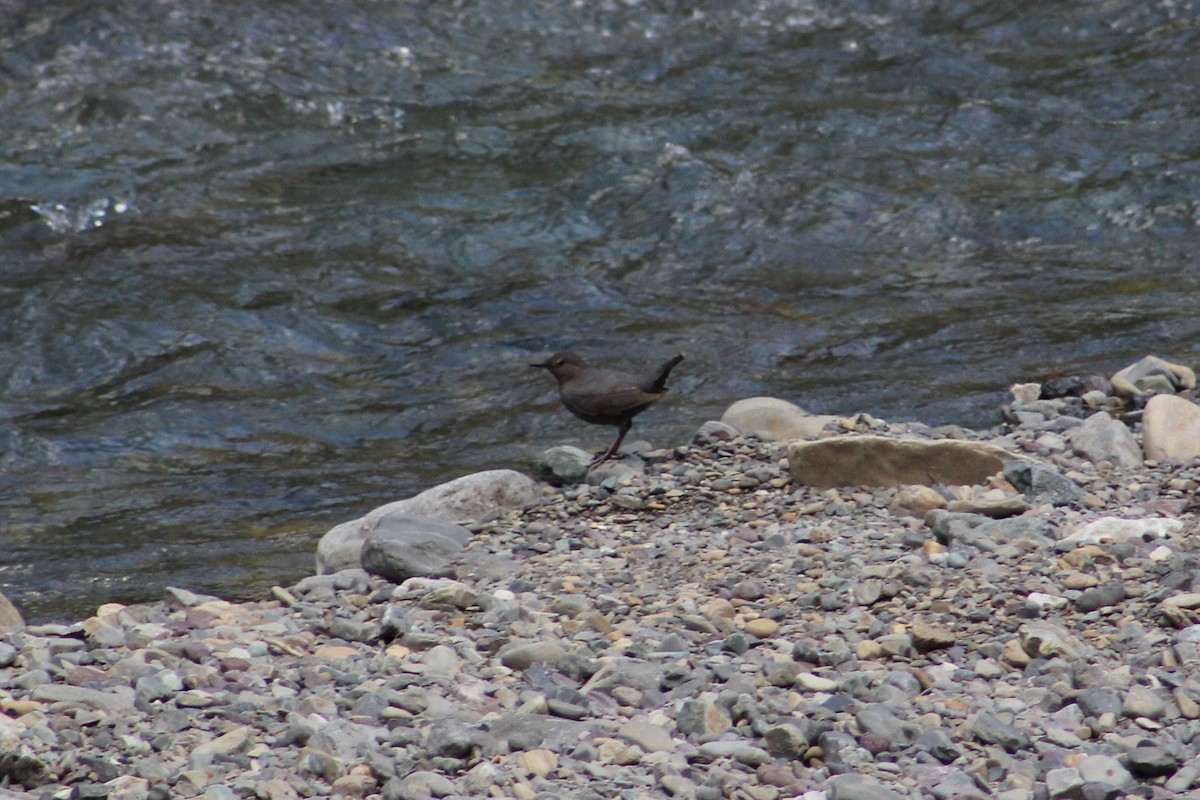 American Dipper - ML614532965