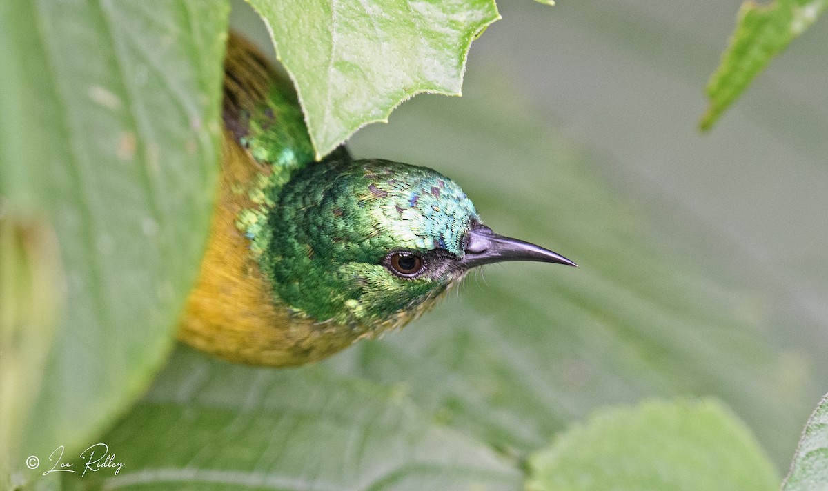 Collared Sunbird - ML614532971