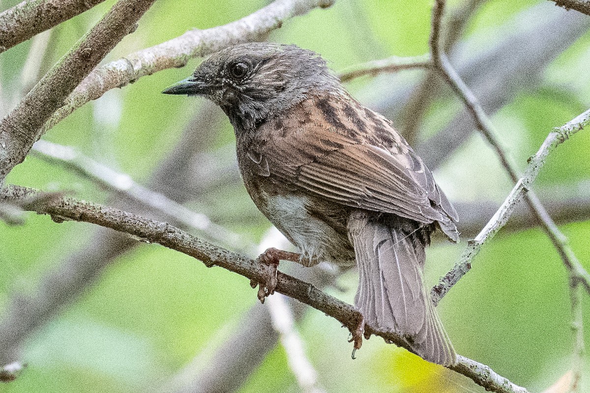 Dunnock - ML614532974