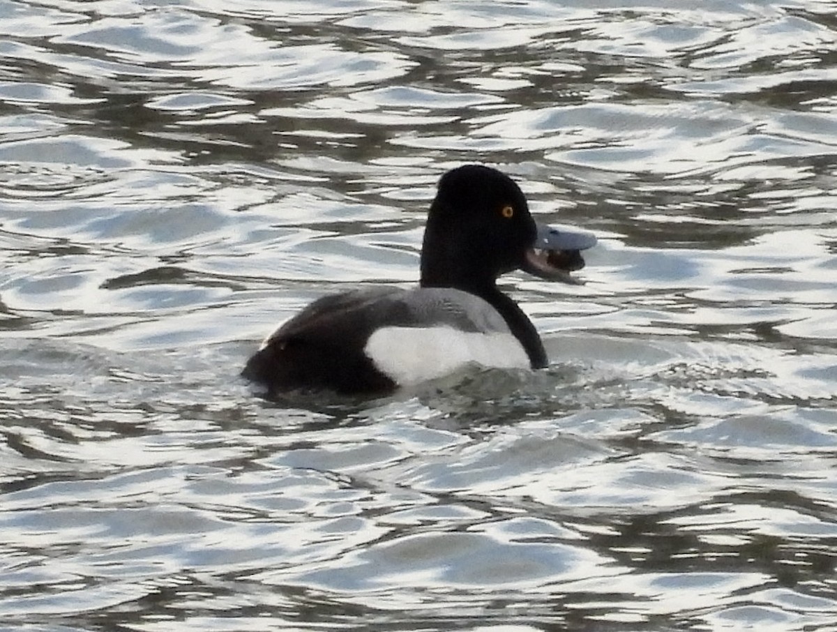 Lesser Scaup - ML614532987