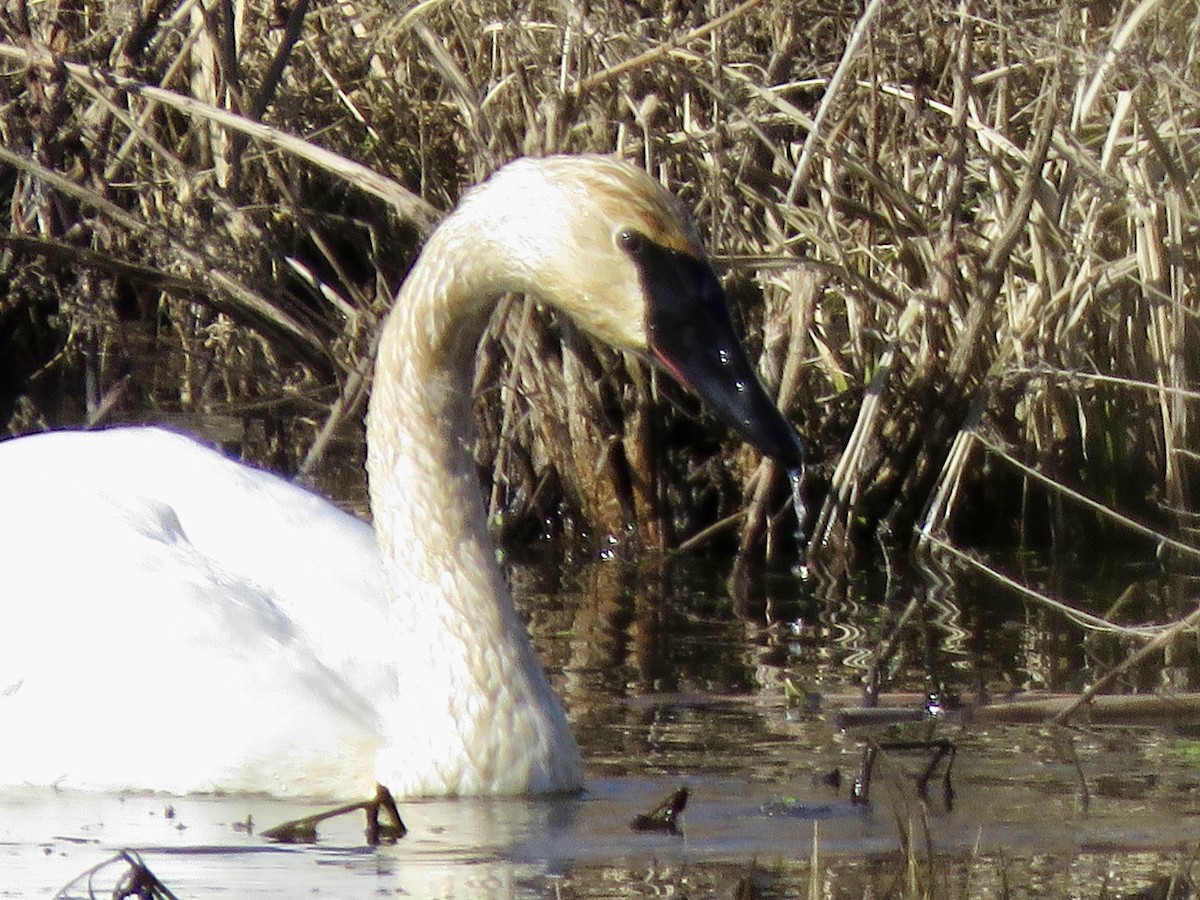 Cygne trompette - ML614532990