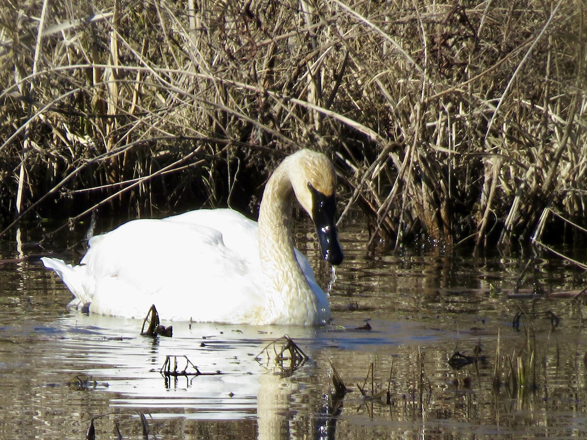 Trumpeter Swan - ML614532991