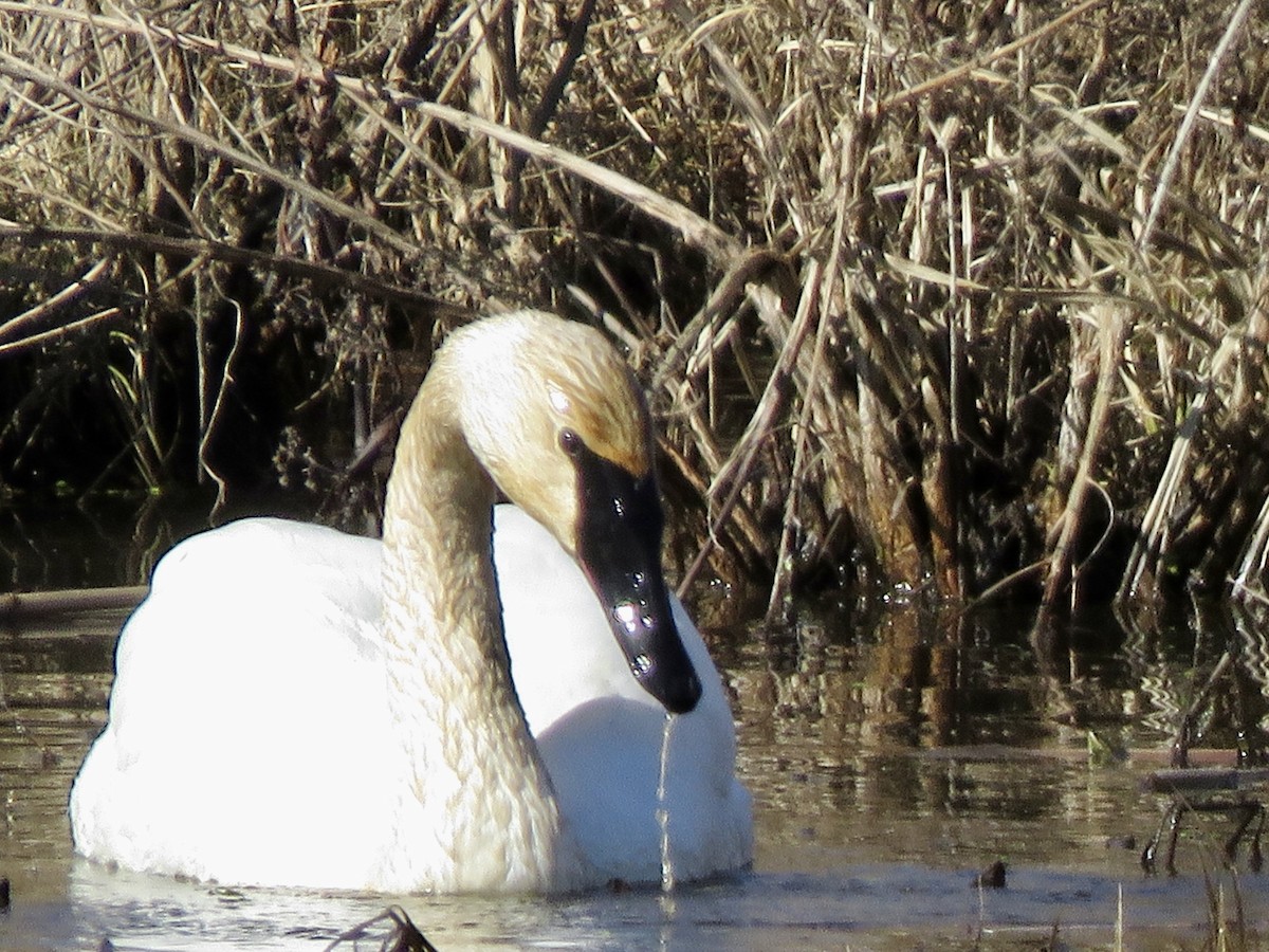 Trumpeter Swan - ML614532993