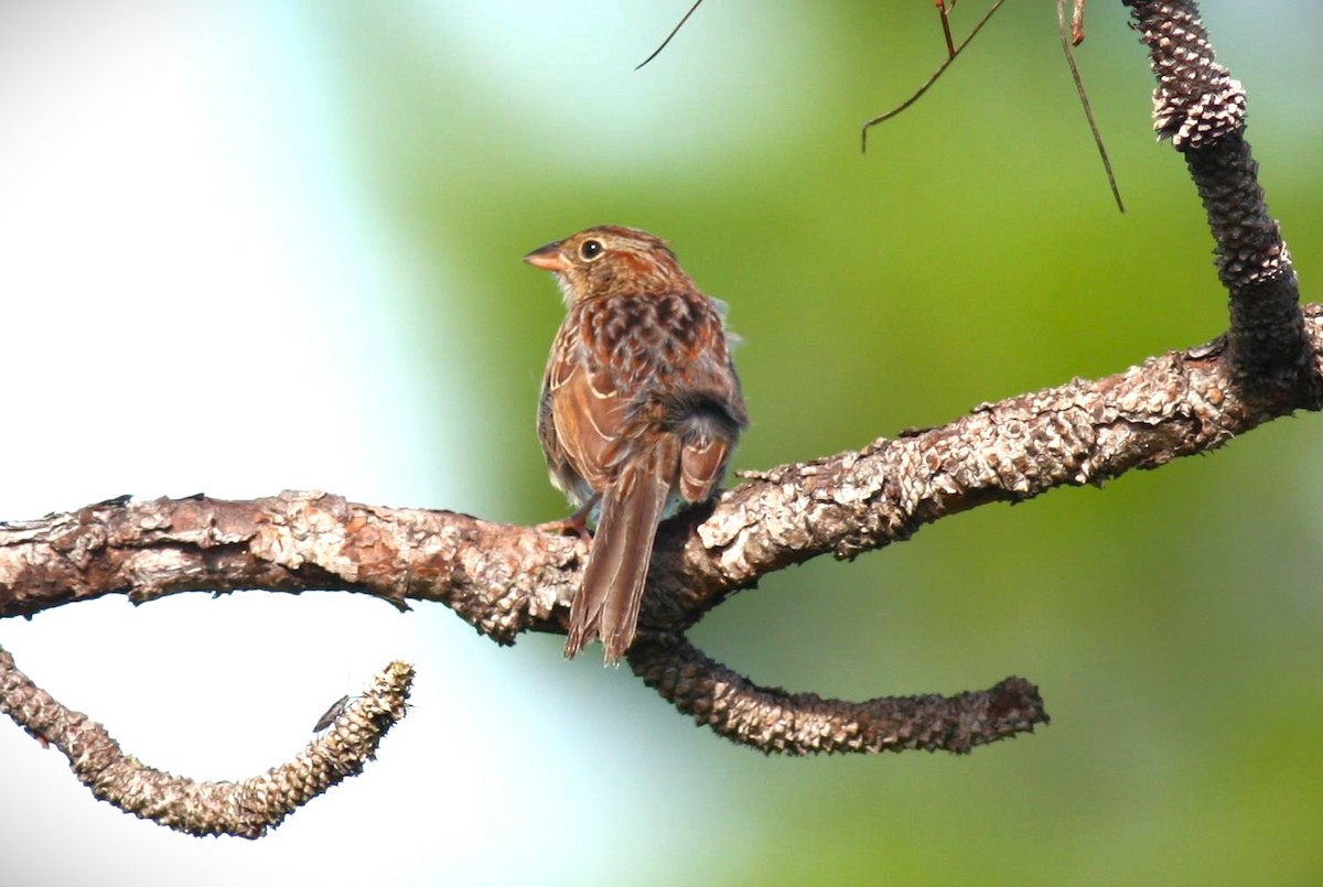 Bachman's Sparrow - Kerry Ross