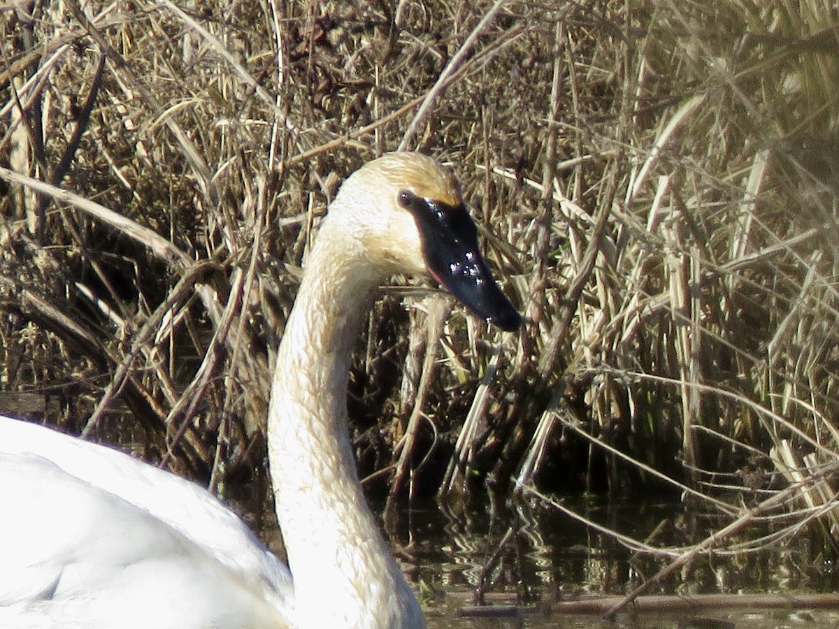 Trumpeter Swan - ML614532995