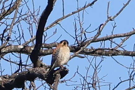 American Kestrel - ML614533016