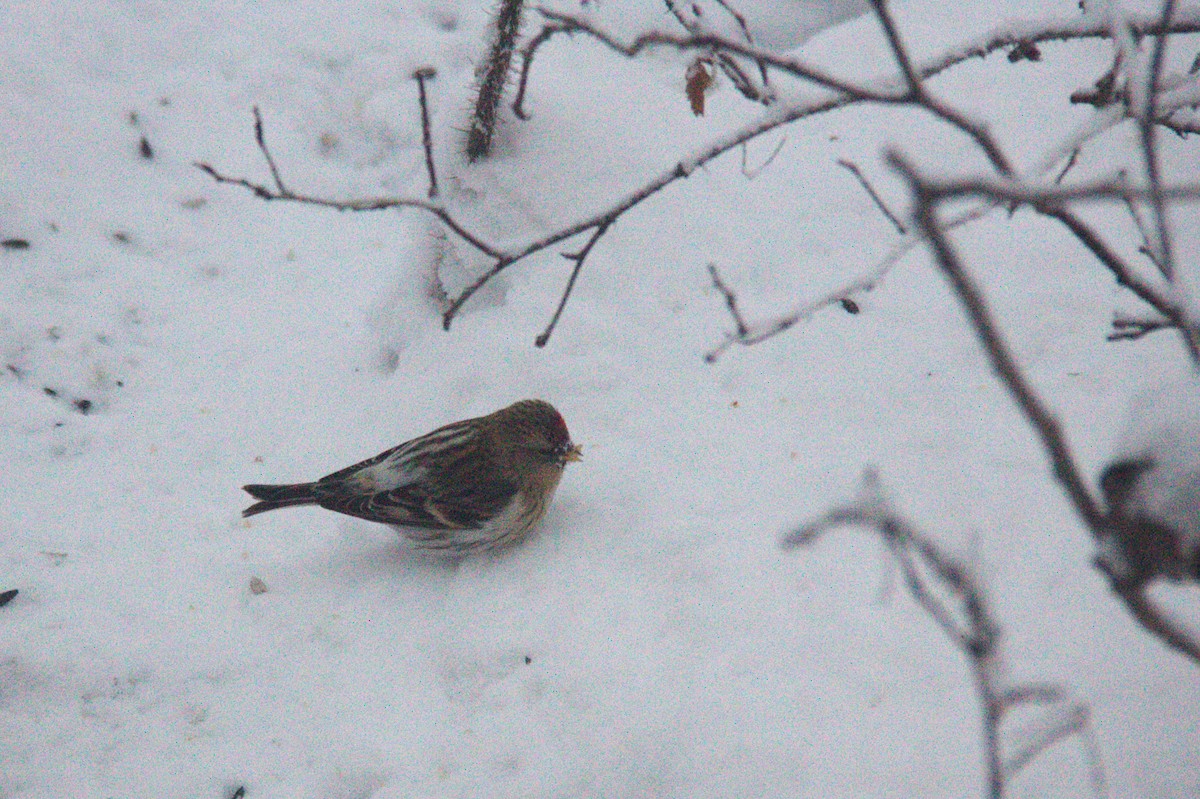 Hoary Redpoll - ML614533023