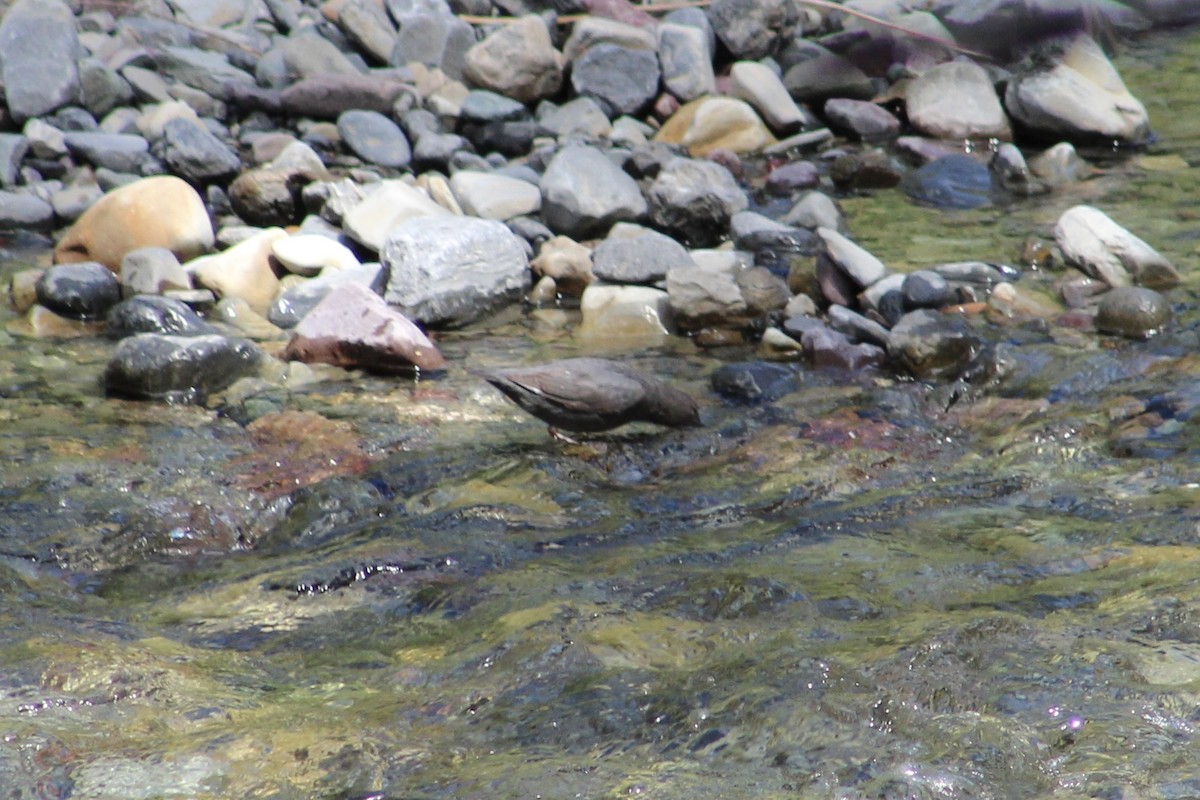 American Dipper - ML614533030