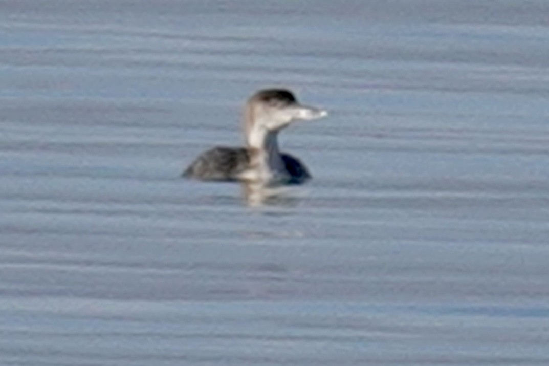 Common Loon - ML614533040