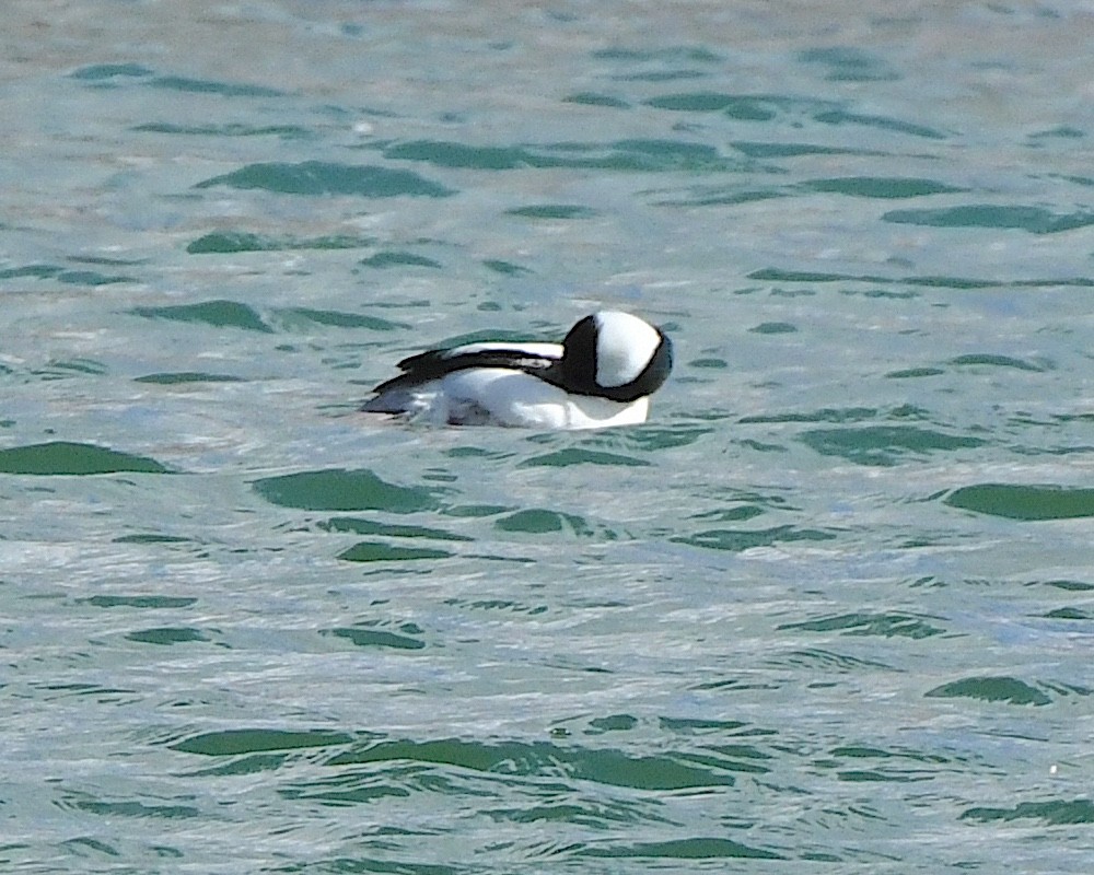 Bufflehead - Ted Wolff