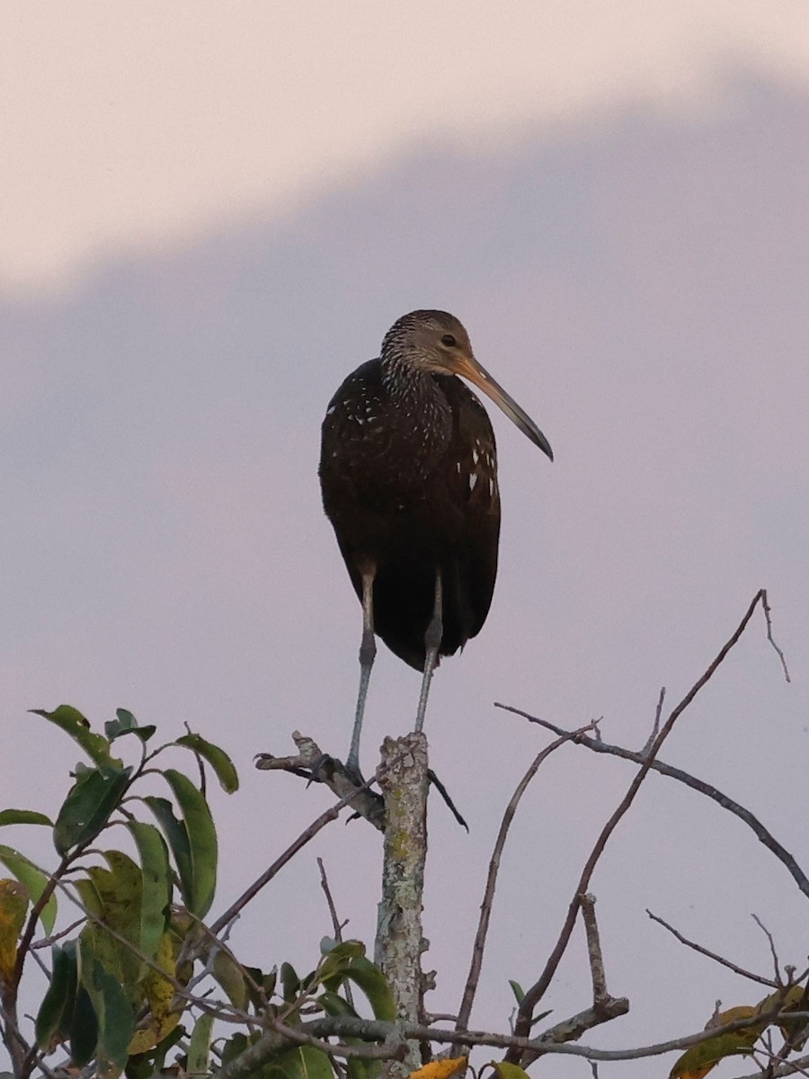 Limpkin - Denis Tétreault