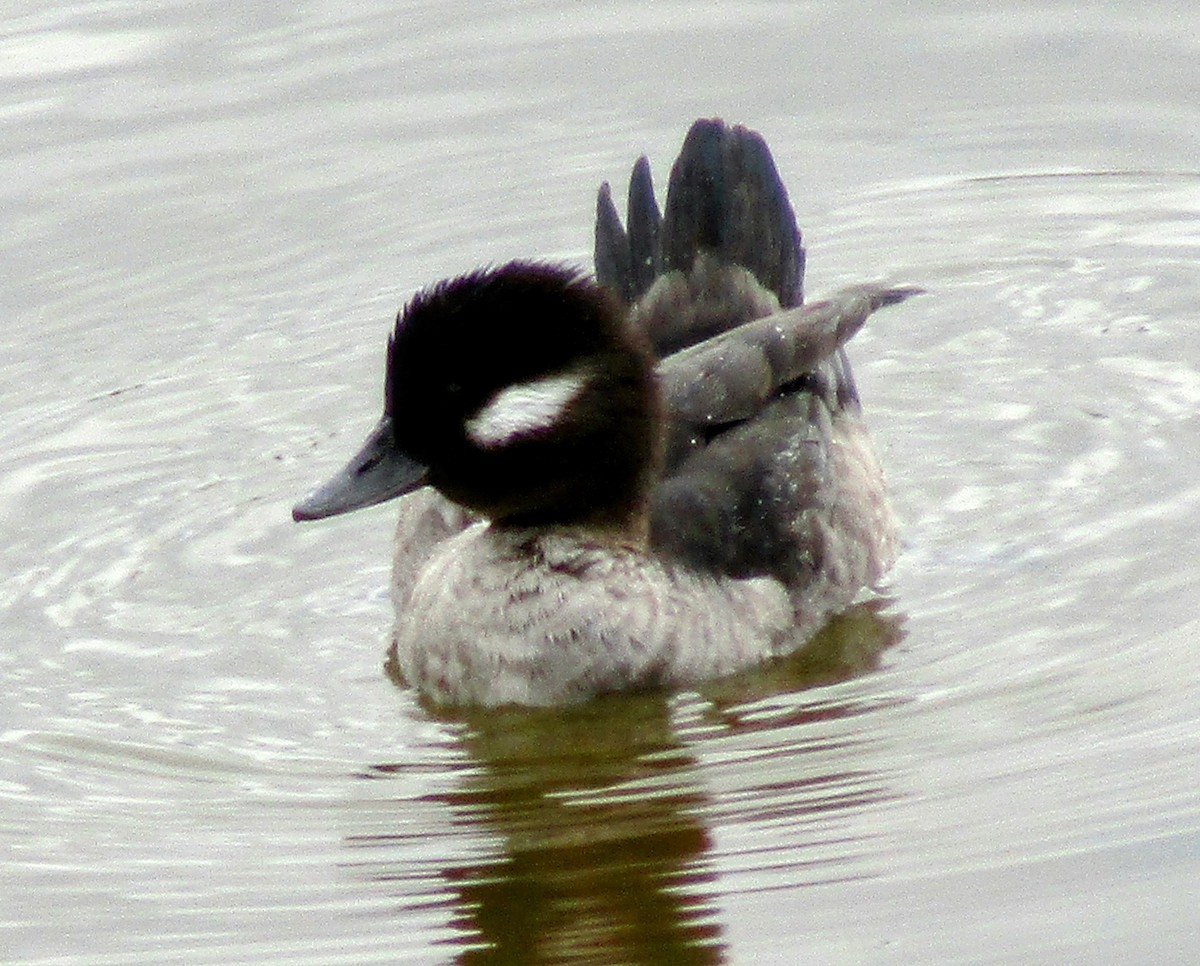 Bufflehead - ML614533140