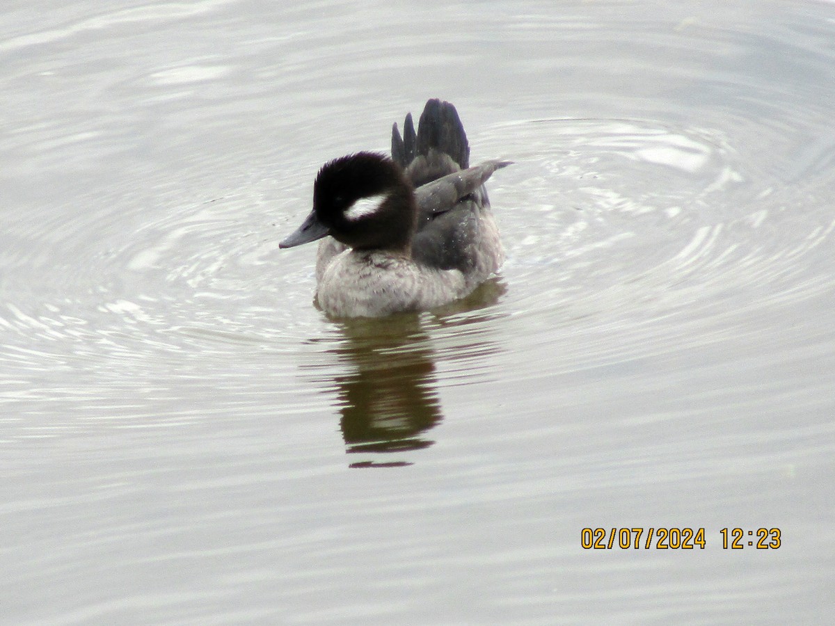 Bufflehead - ML614533141