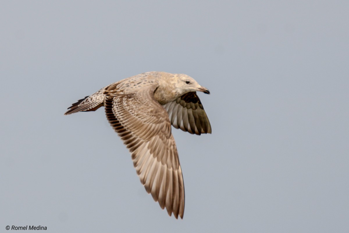 Herring Gull - Roberto Medina