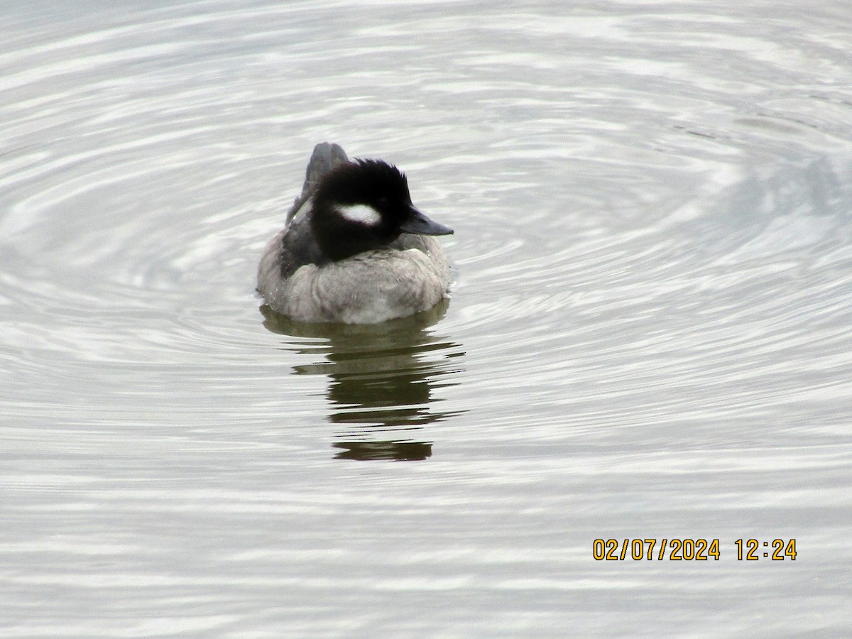 Bufflehead - ML614533143