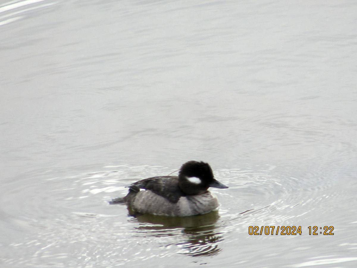 Bufflehead - ML614533144