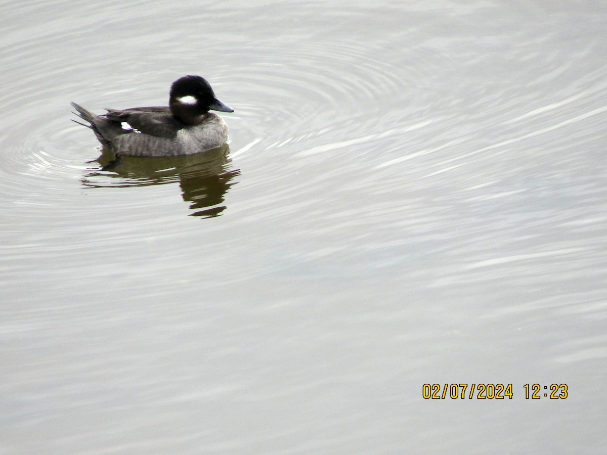 Bufflehead - ML614533146