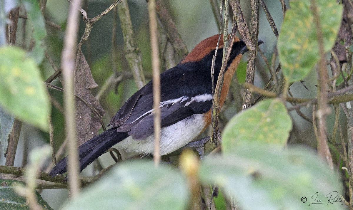 Lühder's Bushshrike - ML614533162