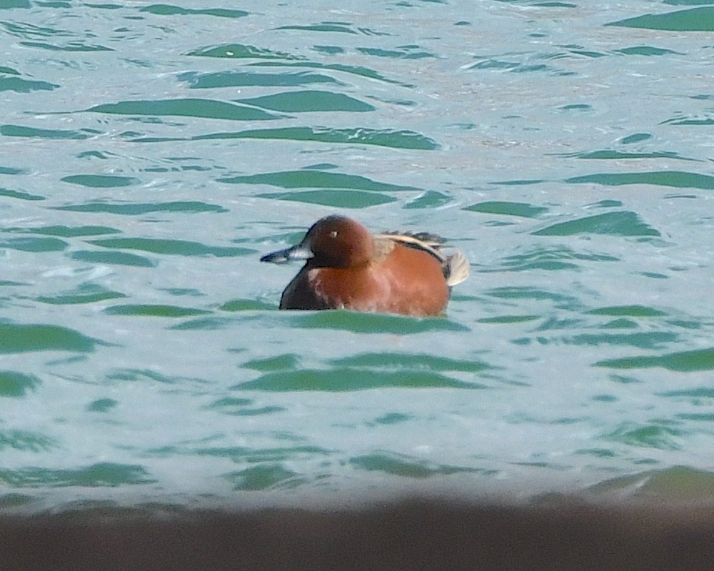 Cinnamon Teal - Ted Wolff