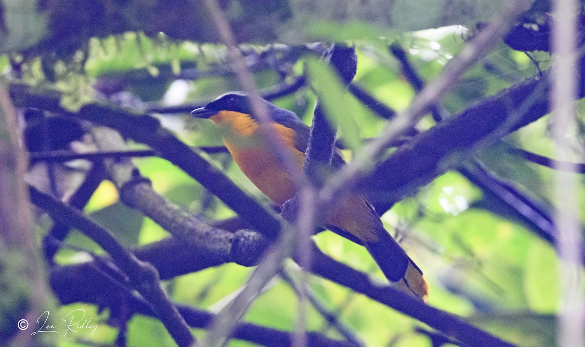 Many-colored Bushshrike - ML614533177