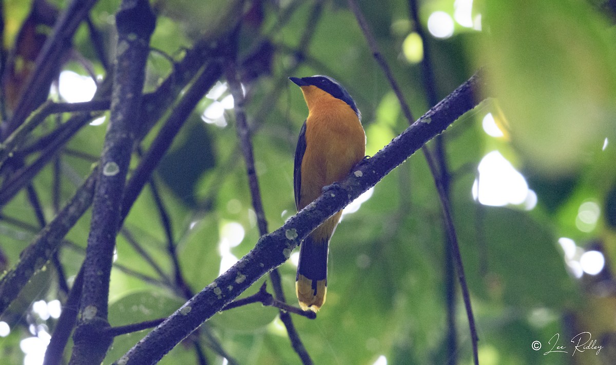 Many-colored Bushshrike - Lee Ridley